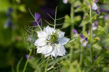 Macro shot of a black cumin (Nigella sativa) flower in bloomの写真素材