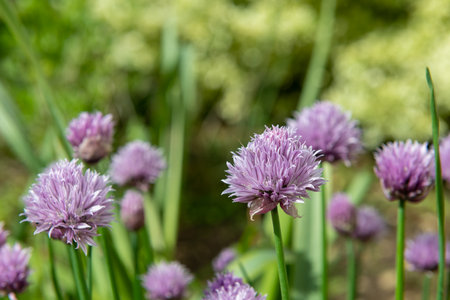 Close up of chives (allium schoenoprasm) flowers in bloom