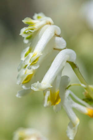 Macro shot of pale corydalis (pseudofumaria alba) flowers in bloom