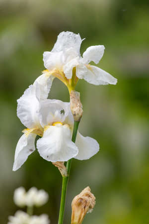 Close up of white iris flowers in bloomの写真素材