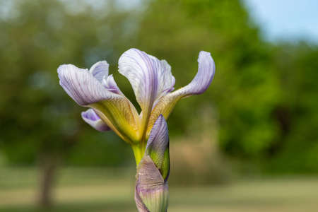 Close up of a purple iris flower in bloomの写真素材