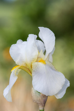 Close up of a white iris flower in bloom