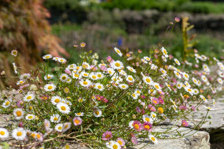 Close up of Mexican fleabane (erigeron karvinskianus) flowers growing on a wall