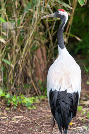 Portrait of a red crowned crane (grus japonensis) in a zooの写真素材