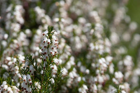 Close up of white heather (calluna vulgaris) flowersの写真素材