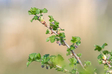 Close up of European gooseberry (ribes uva-crispa) buds emerging into bloom