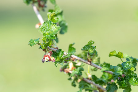 Close up of blossom on a European gooseberry (ribes uva-crispa) bushの写真素材