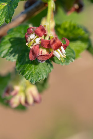 Macro shot of blossom on a European gooseberry (ribes uva-crispa) bushの写真素材