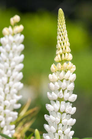Close up of white lupin flowers in bloomの写真素材