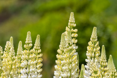 Close up of yellow lupin flowers in bloomの写真素材