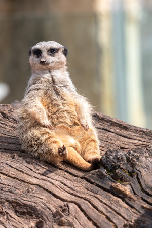 Portrait of a meerkat (suricata suricatta) sitting on a logの写真素材
