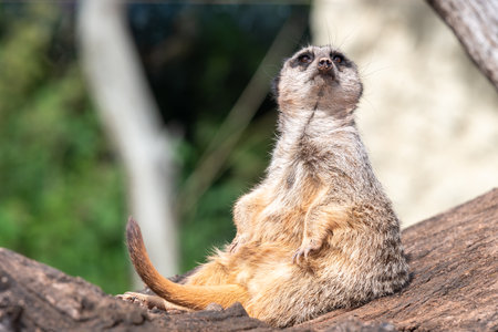 Portrait of a meerkat (suricata suricatta) sitting on a logの写真素材