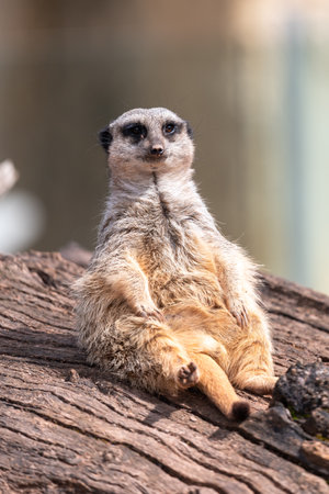Portrait of a meerkat (suricata suricatta) sitting on a logの写真素材
