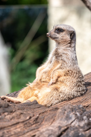 Portrait of a meerkat (suricata suricatta) sitting on a logの写真素材