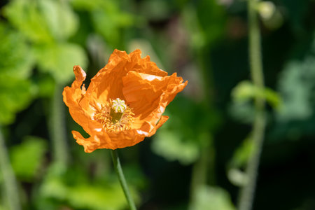 Close up of an orange poppy flowerの写真素材
