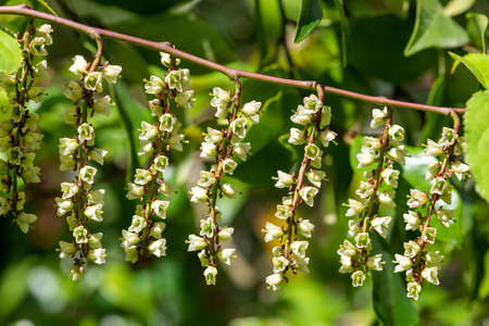 Close up of flowers on an early stachyurus (stachyrus praecox) shrub