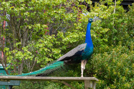 Portrait of a peacock (pavo cristatus) standing on a picnic tableの写真素材