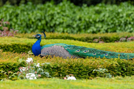 Portrait of a peacock (pavo cristatus) sitting on a hedgeの写真素材
