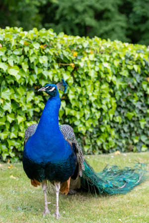 Portrait of a peacock (pavo cristatus)の写真素材