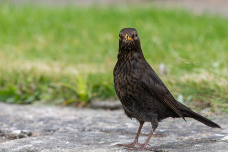 Portrait of a female Eurasian blackbird (turdus merula) perched on a wall