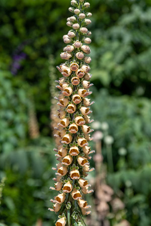 Close up of a woolly foxglove (digitalis lanata) flower in bloomの写真素材