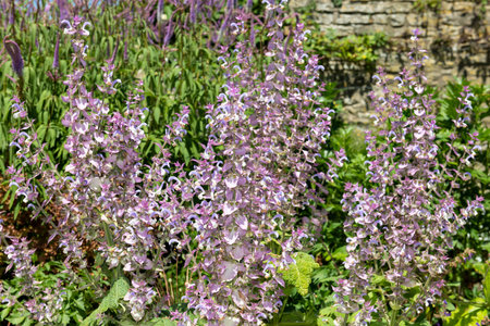 Salvia cyanescens flowers in bloomの写真素材
