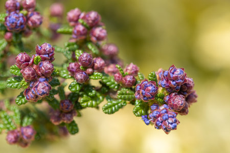 Close up of buds on a California lilac (ceanothus) bushの写真素材