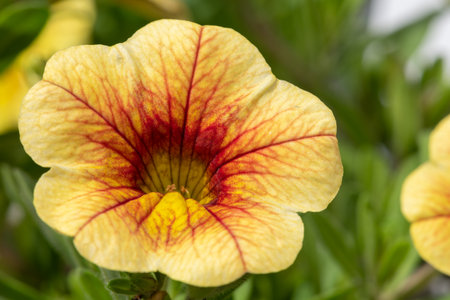 Close up of a red and yellow garden petunia in bloomの写真素材