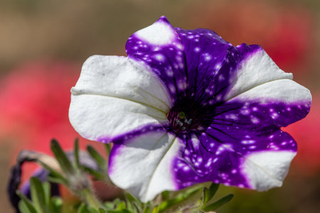 Close up of a purple and white petunia flower in bloomの写真素材