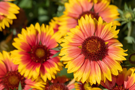 Close up of blanket flowers (gallardia x grandiflora) in bloomの写真素材