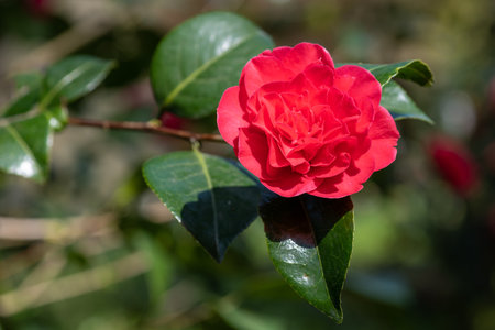 Close up of a common camellia (camellia japonica) flower in bloomの写真素材