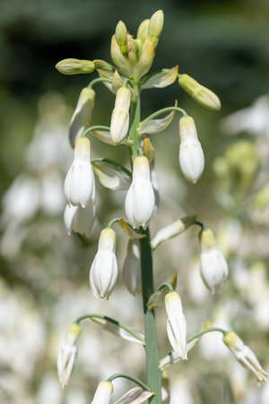 Close up of summer hyacinth (galtonia candicans) flowers in bloomの写真素材