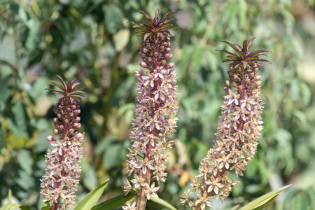 Close up of pineapple lily (eucomis comosa) flowers in bloom