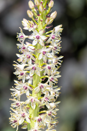 Close up of pineapple lily (eucomis) flowers in bloomの写真素材