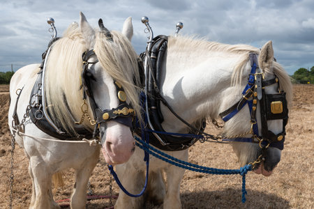Portrait of two white Shire horses in a field ready to start ploughingの写真素材