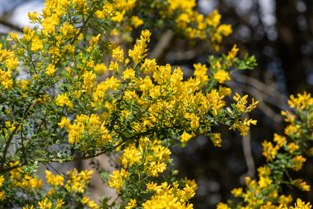 Close up of sweet broom (genista stenopetala) flowers in bloom