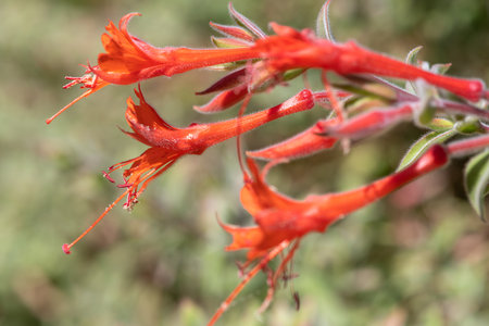 Close up of California fuchsia (epilobium canum) flowers in bloomの写真素材