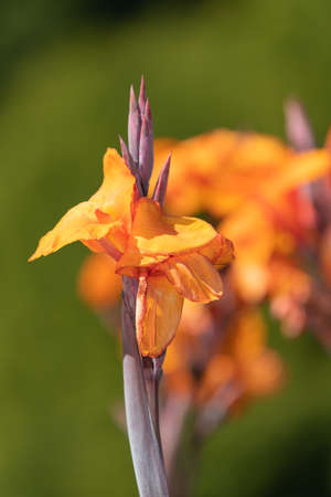 Close up of canna lily flowers in bloomの写真素材