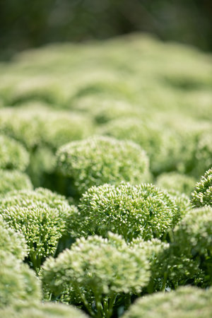 Sedum flowers emerging into bloomの写真素材