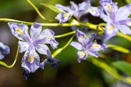 Close up of pink bamboo iris (iris confusa) flowers in bloomの写真素材
