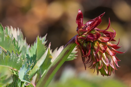 Close up of a giant honey flower (melianthus major) in bloomの写真素材