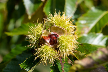 Close up of sweet chestnuts (castanea sativa) on the treeの写真素材