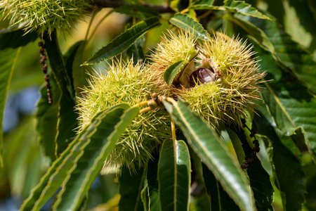 Close up of sweet chestnuts (castanea sativa) on the treeの写真素材
