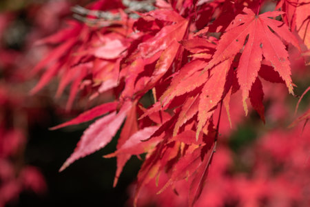 Close up of red leaves on a Japanese maple (acer palmatum) tree in autumn