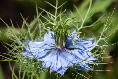 Macro shot of a black cumin (Nigella sativa) flower in bloomの写真素材