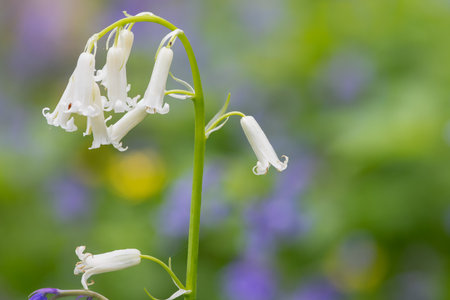 Close up of a white bluebell (hyacinhoides non-scripta) flower in bloomの写真素材