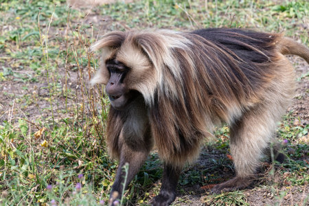 Portrait of a gelada (theropithecus gelada) monkey in a meadowの写真素材