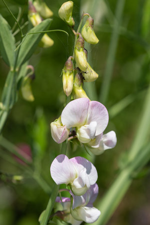Close up of pink and white sweet pea (lathyrus odoratus) flowers in bloom