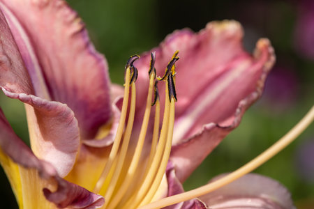 Close up of a pink daylily flower in bloomの写真素材