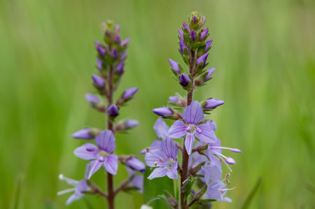 Close up of heath speedwell (veronica officinalis) flowers in bloomの写真素材